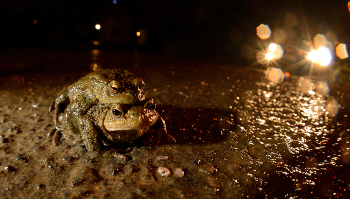 C'est la fête à la grenouille